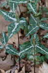 Chattahoochee trillium